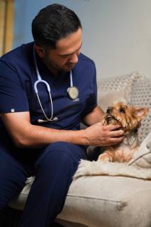 Why Pets Paradise?