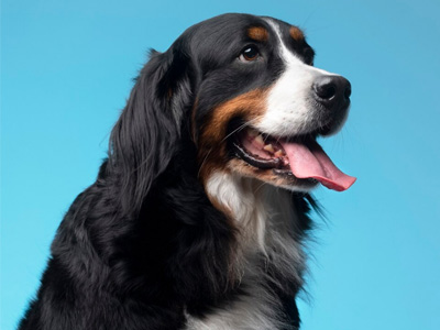 Passport and Microchipping