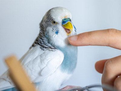 Vaccinations