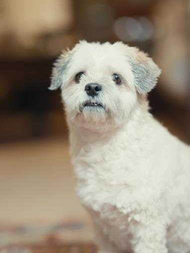 Kennel Cough Vaccination
